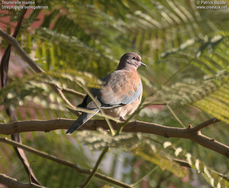 Laughing Dove