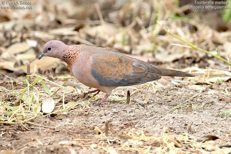 Tourterelle mailléeadulte, identification