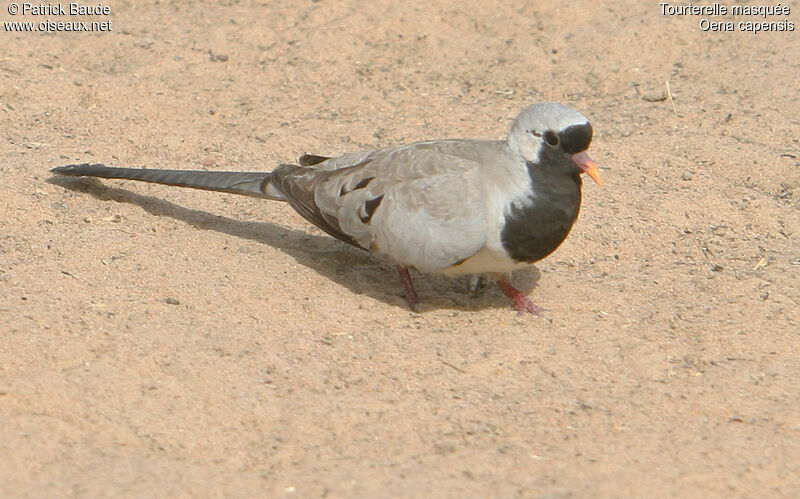 Tourterelle masquée mâle, identification