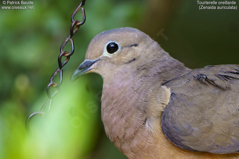 Eared Dove