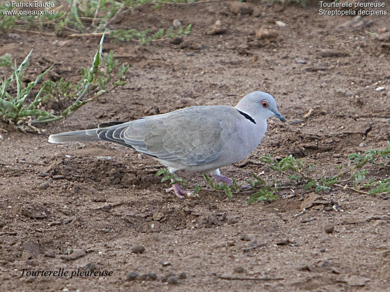 Mourning Collared Doveadult, song