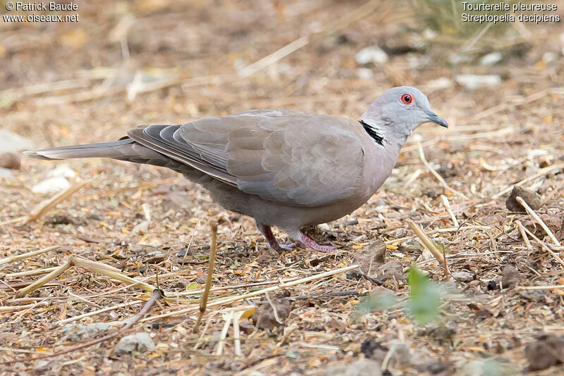 Tourterelle pleureuseadulte, identification