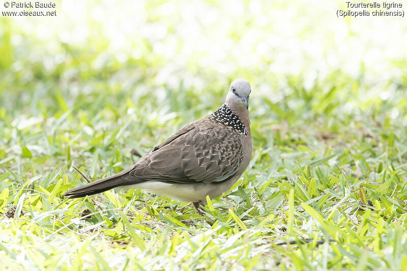 Spotted Doveadult, identification