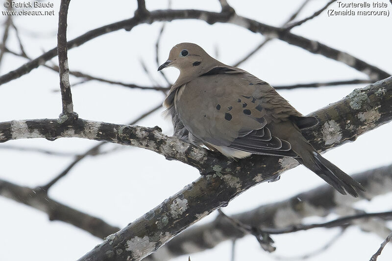 Mourning Doveadult, identification