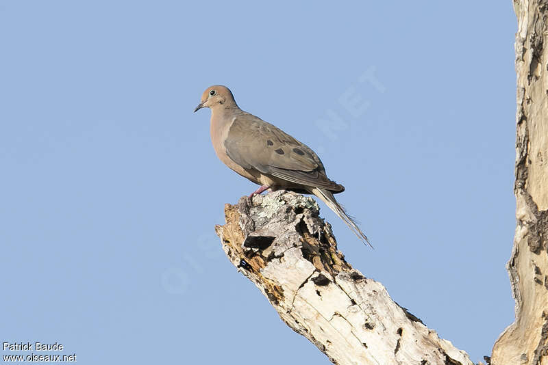 Tourterelle tristeadulte, identification, Comportement