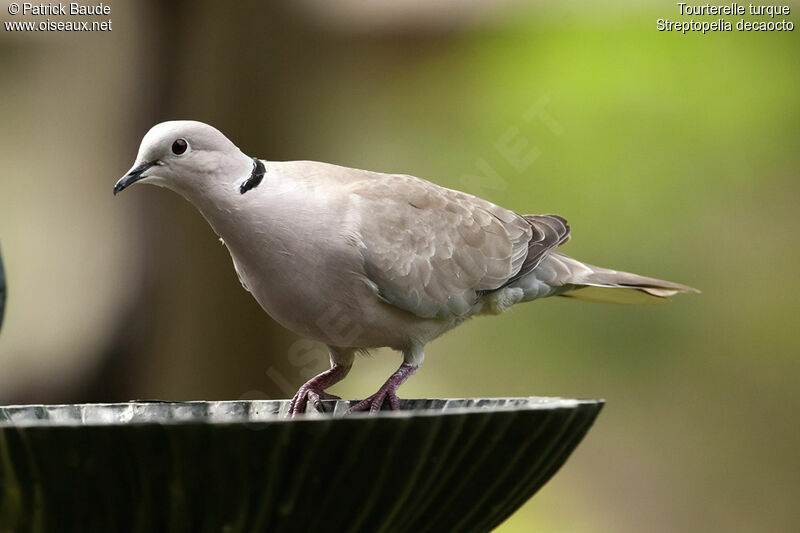 Eurasian Collared Doveadult, identification