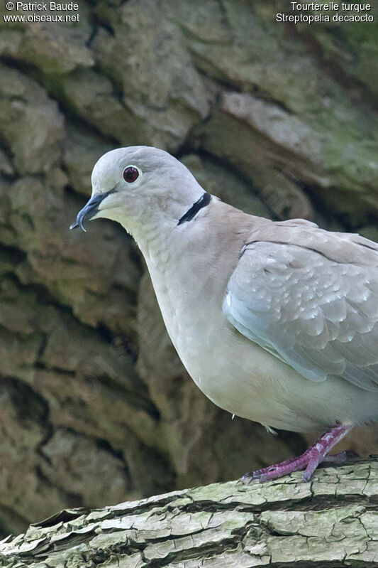 Eurasian Collared Doveadult, identification