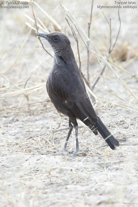 Traquet brunadulte, identification