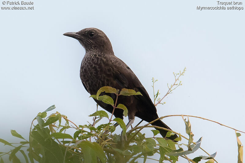 Traquet brunadulte, identification