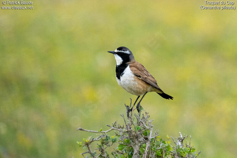 Capped Wheatearadult