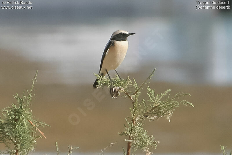 Traquet du désertadulte, identification