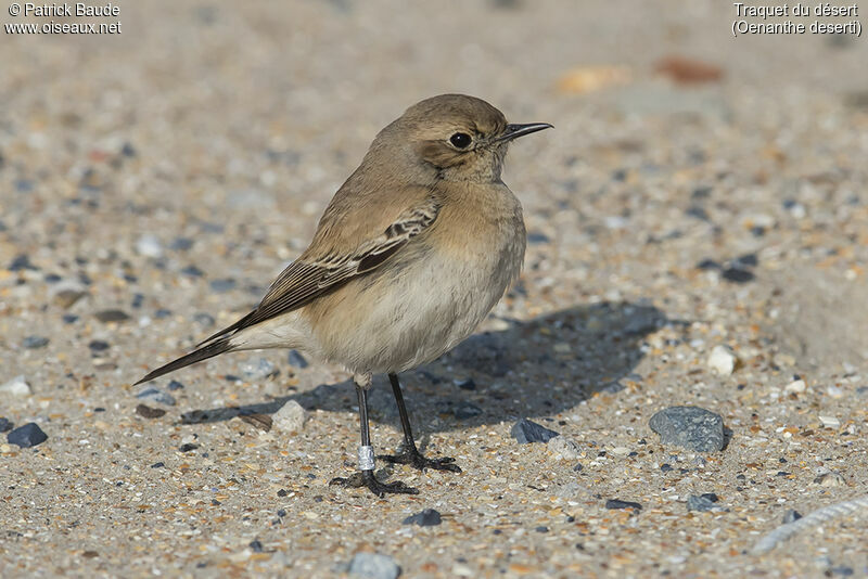 Desert Wheatear female adult post breeding, pigmentation