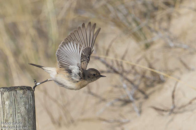 Desert Wheatear female adult, aspect, pigmentation