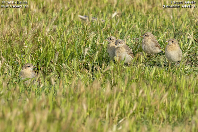 Isabelline WheatearPoussin