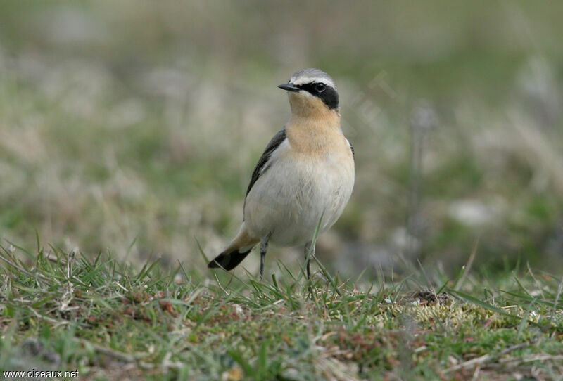 Northern Wheatear