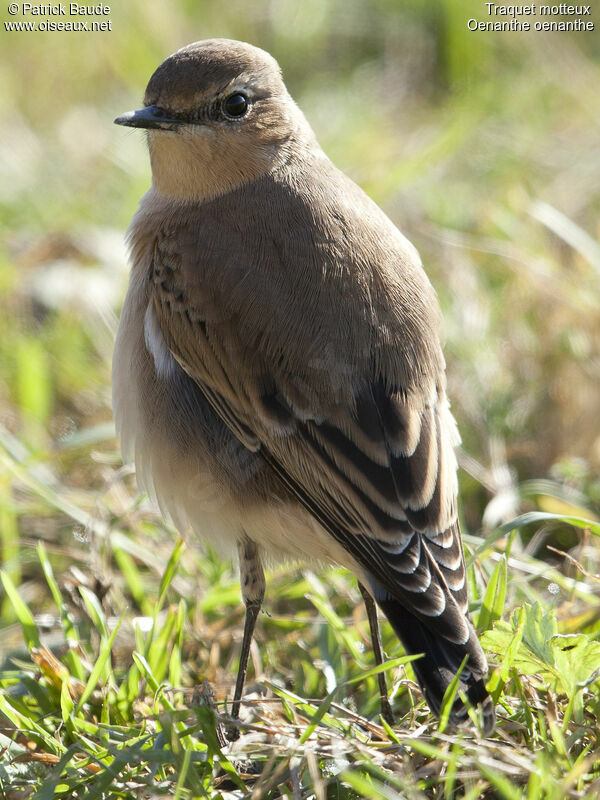 Traquet motteux femelle juvénile, identification