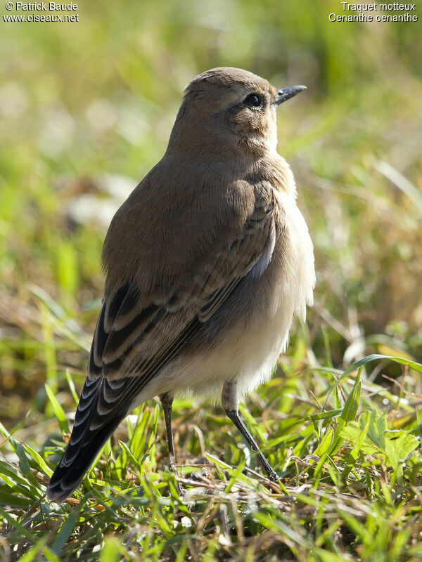 Traquet motteux femelle juvénile, identification