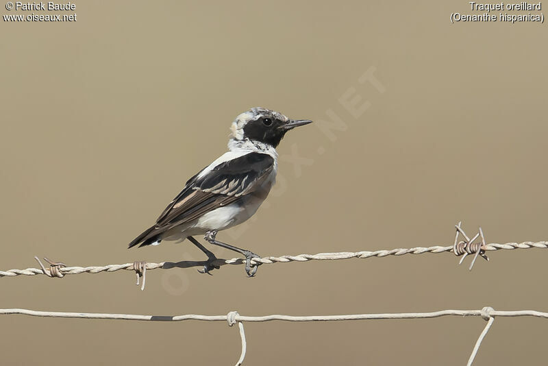 Western Black-eared Wheatear male adult, identification