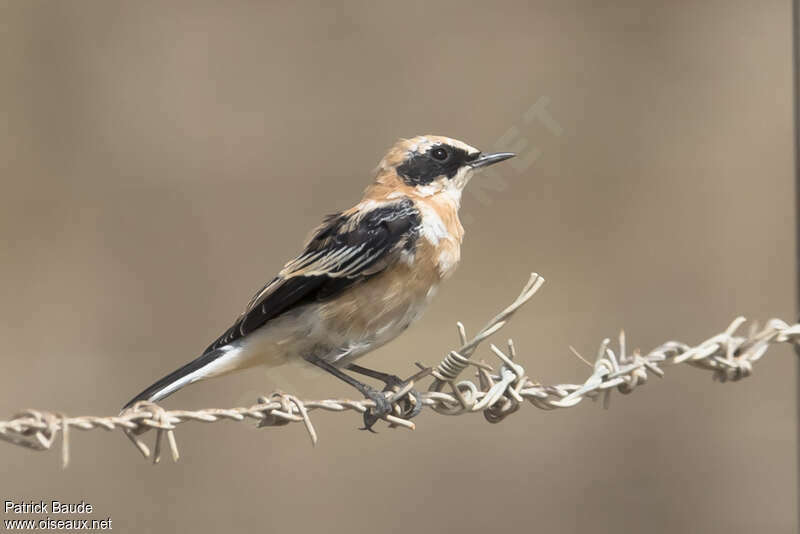 Western Black-eared Wheatear male adult, moulting