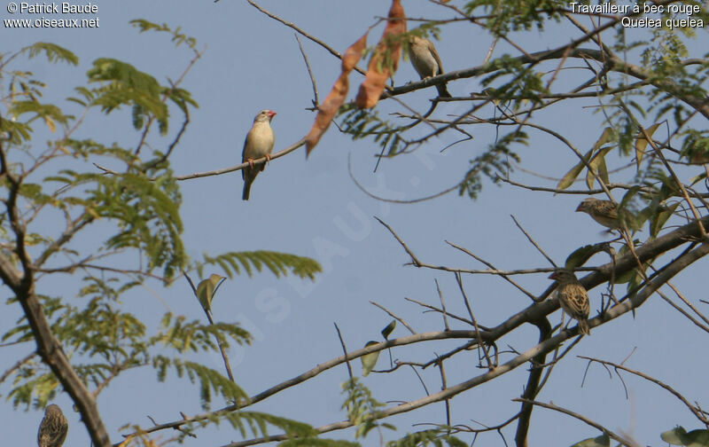 Red-billed Quelea