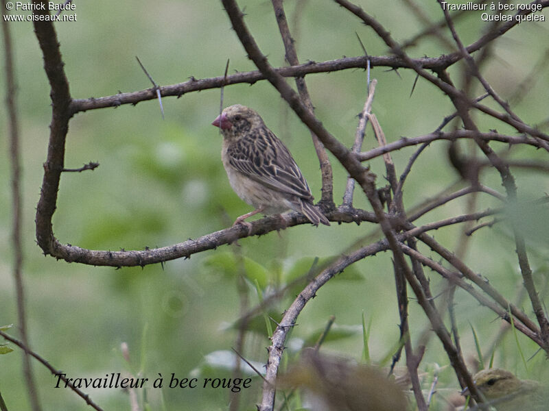 Red-billed Quelea male adult, identification