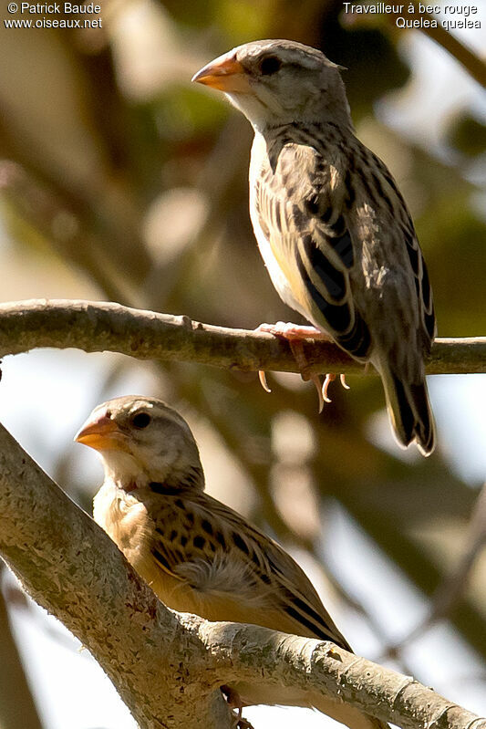 Red-billed Quelea female adult post breeding, identification