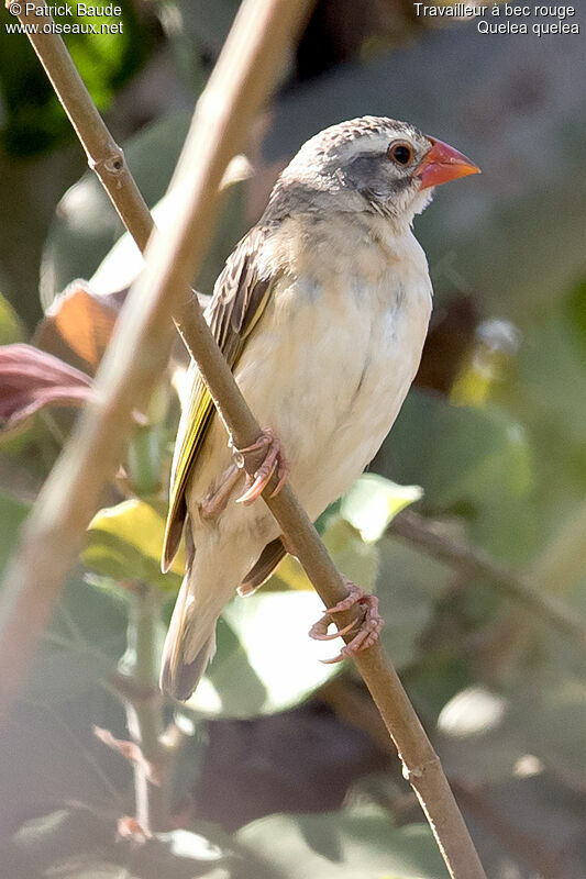 Red-billed Quelea male adult post breeding, identification