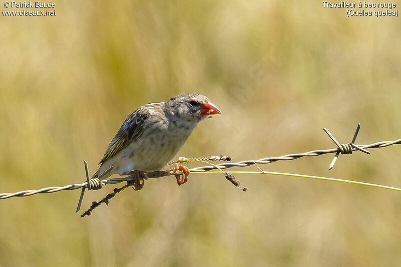 Red-billed Queleaadult