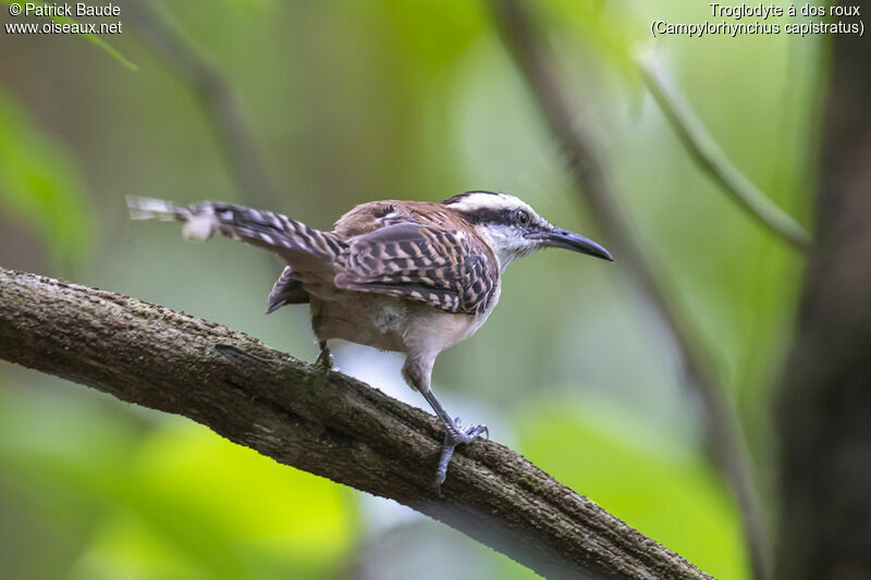 Rufous-backed Wren