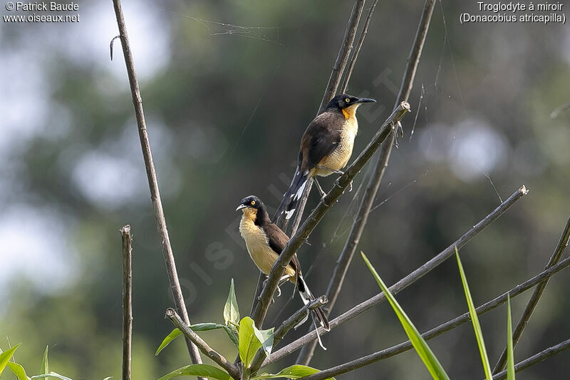 Black-capped Donacobiusadult