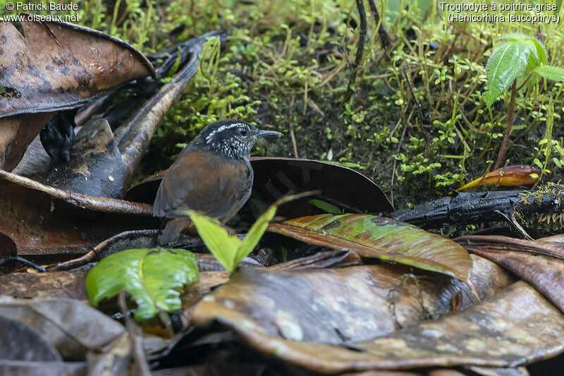 Grey-breasted Wood Wrenadult