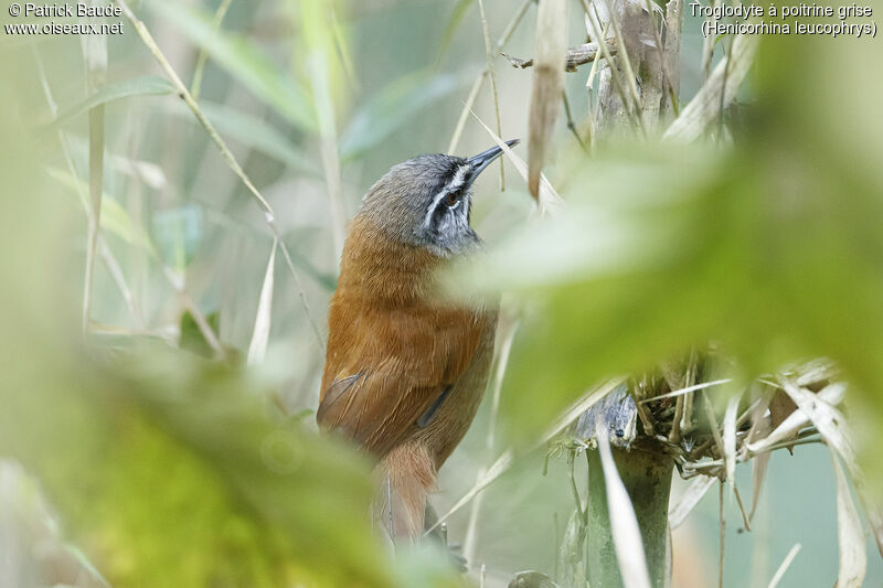 Grey-breasted Wood Wrenadult