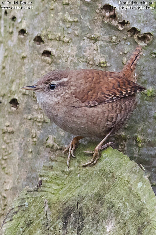 Troglodyte mignonadulte, identification