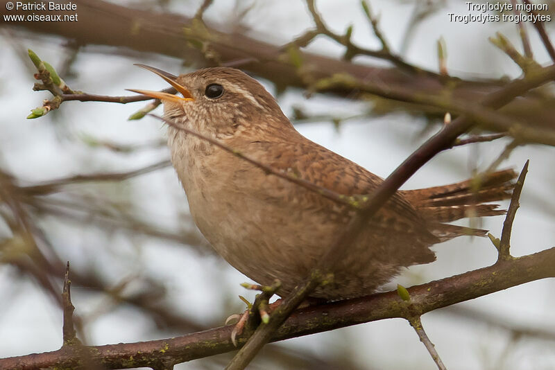 Eurasian Wren, identification