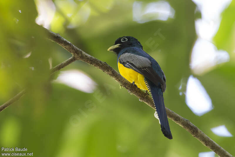 Trogon à lunettes jaunes mâle adulte, identification