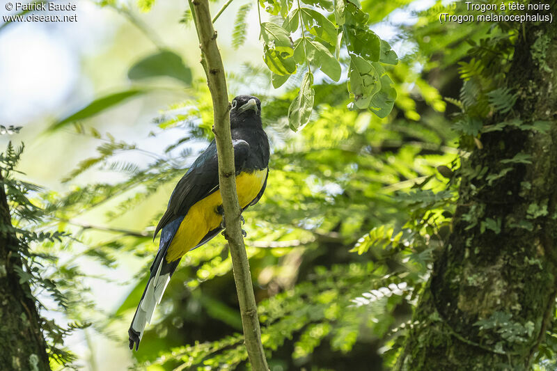 Black-headed Trogonadult