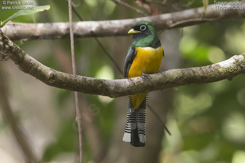 Black-throated Trogon male adult, identification