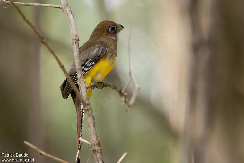 Black-throated Trogon female adult, identification