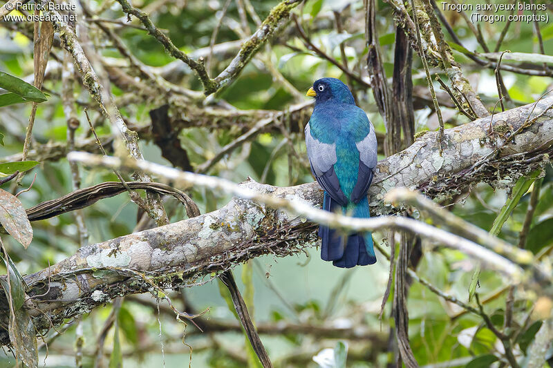 Choco Trogon male adult