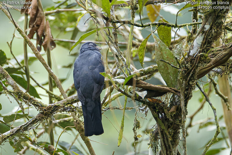 Trogon aux yeux blancs femelle adulte