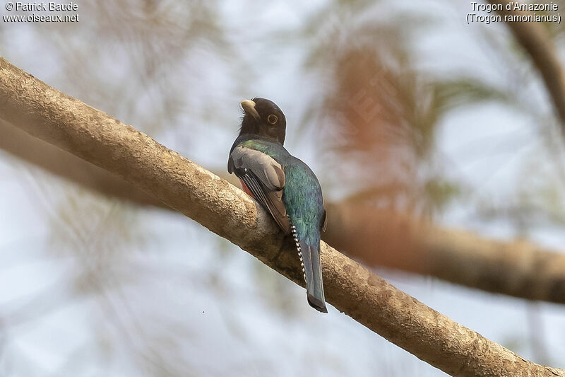 Trogon d'Amazonieadulte