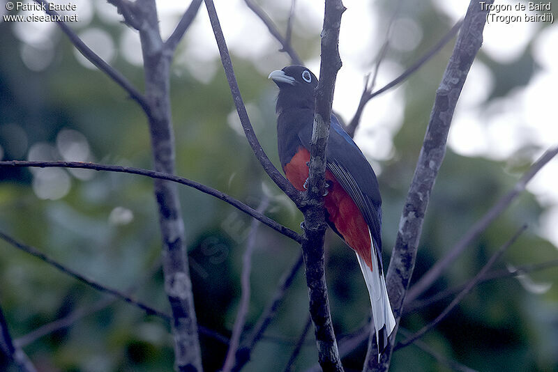 Trogon de Baird mâle adulte, identification