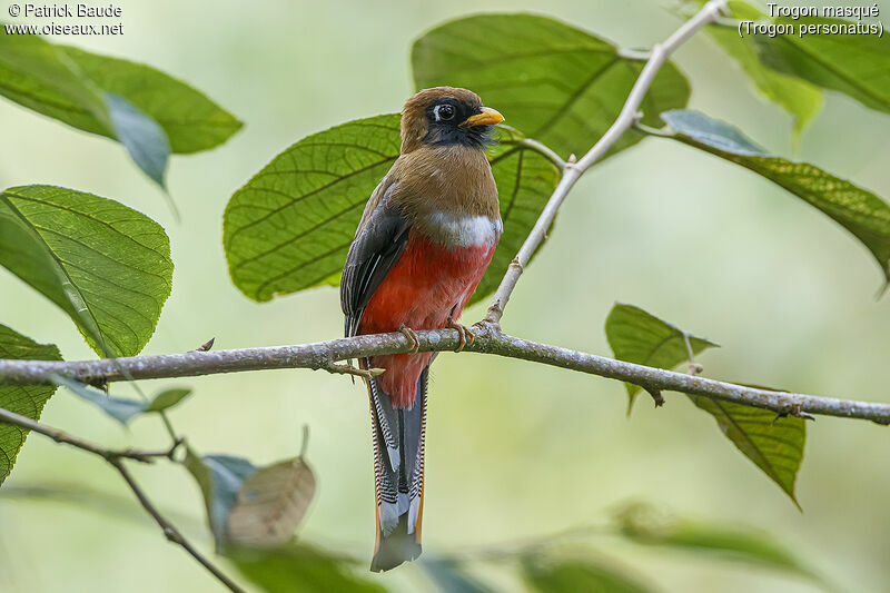 Masked Trogon female adult