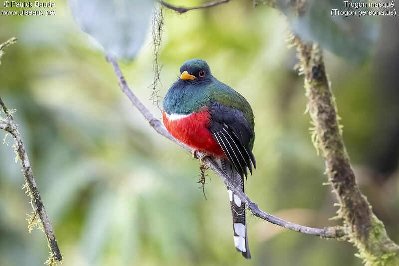 Trogon masqué mâle adulte