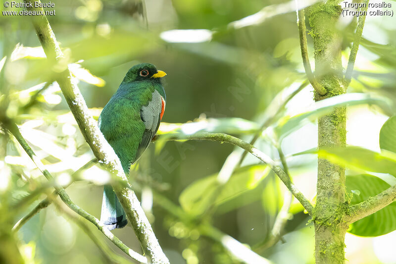 Trogon rosalba mâle adulte