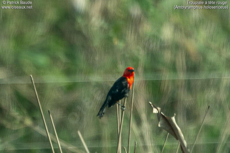 Scarlet-headed Blackbirdadult