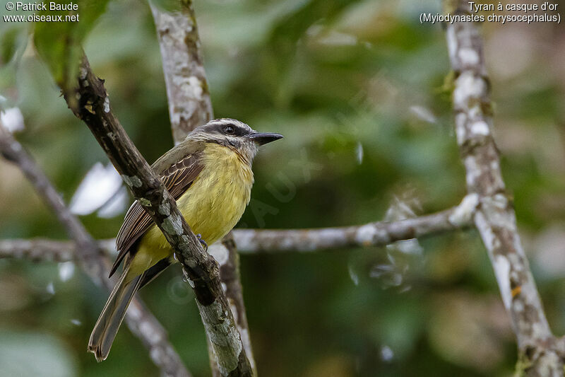 Golden-crowned Flycatcheradult