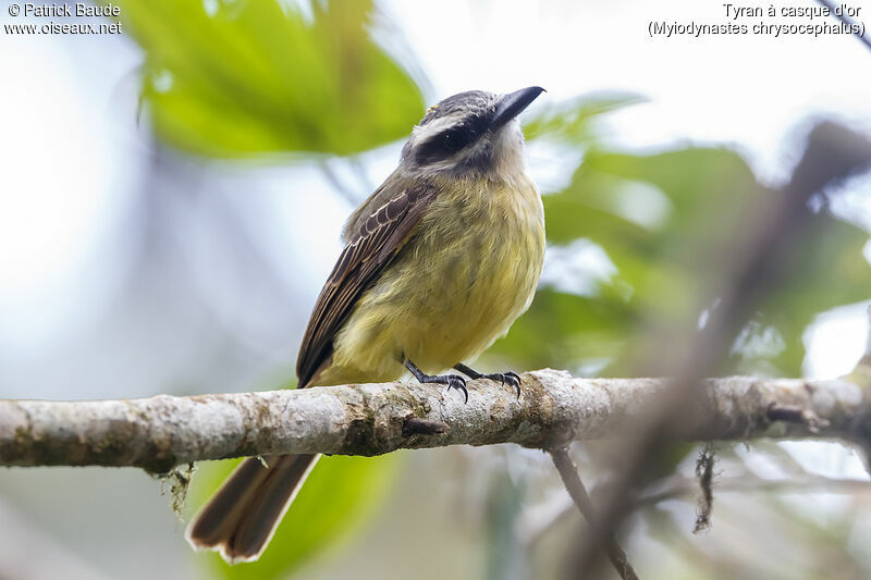 Golden-crowned Flycatcheradult