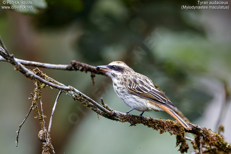 Streaked Flycatcheradult