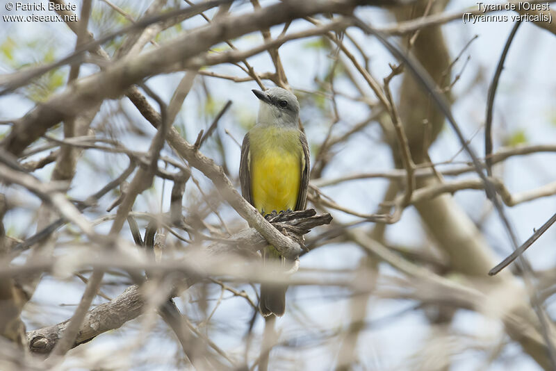 Western Kingbird male adult, identification